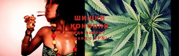 прущие грибы Новозыбков
