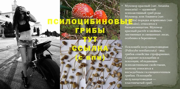 стафф Новокубанск