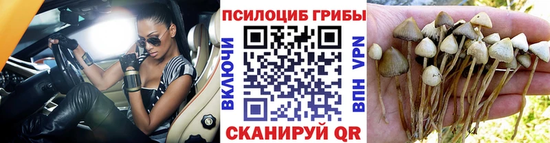 Псилоцибиновые грибы прущие грибы  Купить закладки  Соль-Илецк 